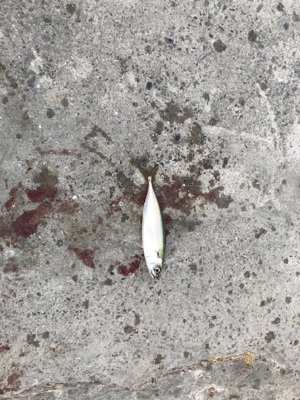 サバまみれ〜！