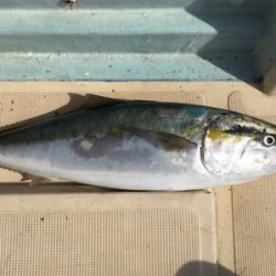 イワシパターン