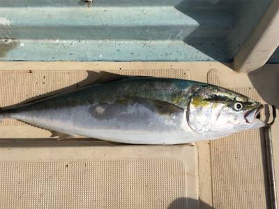 イワシパターン