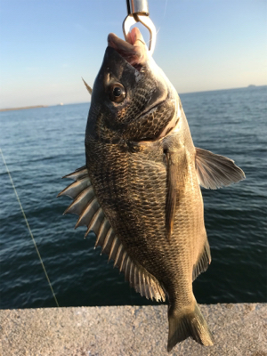 前日リベンジ 短時間釣行
