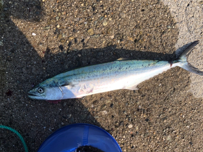 人工島でライトショアとワインド