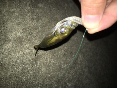 アジングとエギング