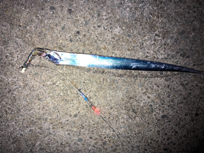 タチウオ開幕？