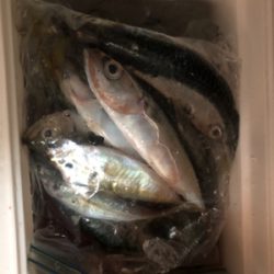 まだまだサバ多し