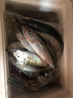 まだまだサバ多し