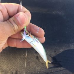 サゴシと太刀魚まわってきたぞー♪