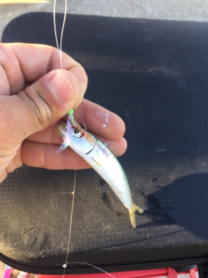 サゴシと太刀魚まわってきたぞー♪