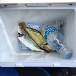 鯵を食べたかっただけなんです