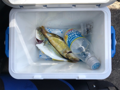 鯵を食べたかっただけなんです