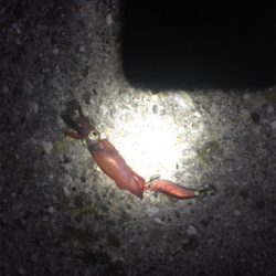 ケンサキ、渋いです。