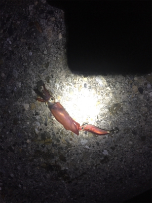 ケンサキ、渋いです。