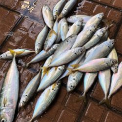 サバをアジと呼ぶ男