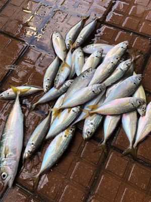 サバをアジと呼ぶ男