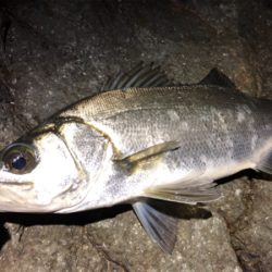 初のヒラスズキ