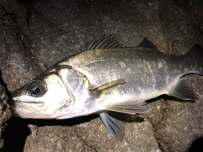 初のヒラスズキ