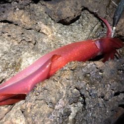 ショアからケンサキイカ