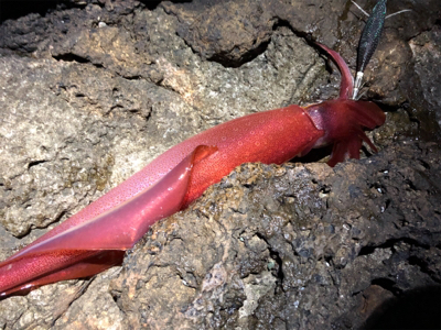 ショアからケンサキイカ
