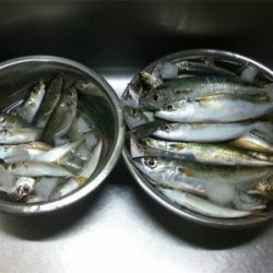 有言実行１００匹オーバー