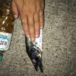 指4本 正真正銘のタチウオ