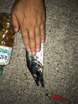 指4本  正真正銘のタチウオ