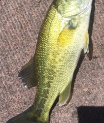 ８月１８日の河口湖バス釣り