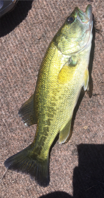 ８月１８日の河口湖バス釣り