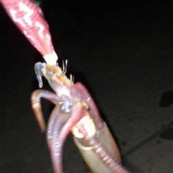 今日の、ケンサキパターン