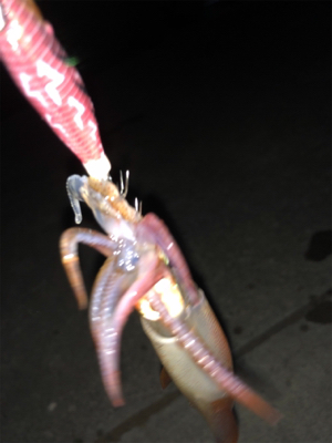 今日の、ケンサキパターン