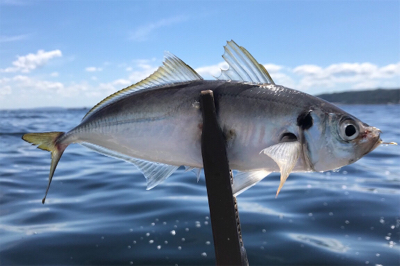 大津にてボート