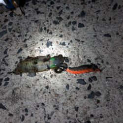 まだまだ小さいです