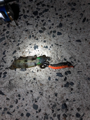 まだまだ小さいです