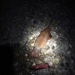 ケンサキエギング