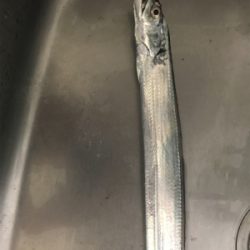 やっとこさの１匹