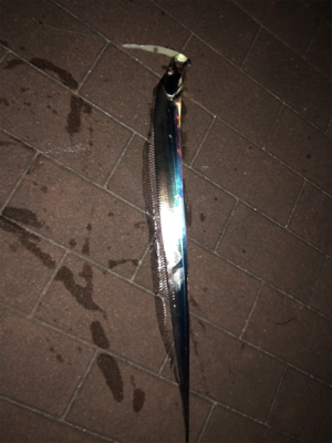 まだまだ細い!!