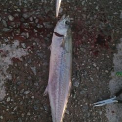 アラバマン撃沈！