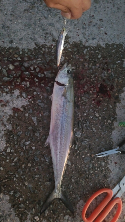 アラバマン撃沈！