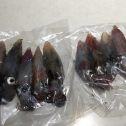 初ケンサキエギング