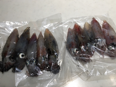 初ケンサキエギング