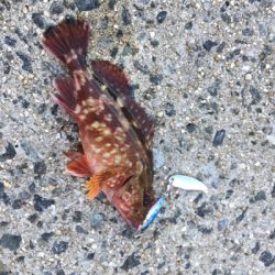 テクトラシーバス