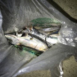 小さい、、、初物!!!