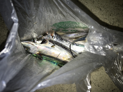 小さい、、、初物!!!