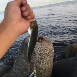 さばあじたちうお