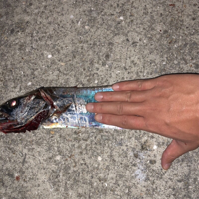 垂水漁港でジギング大爆釣！