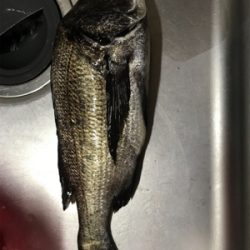 トップウォーター