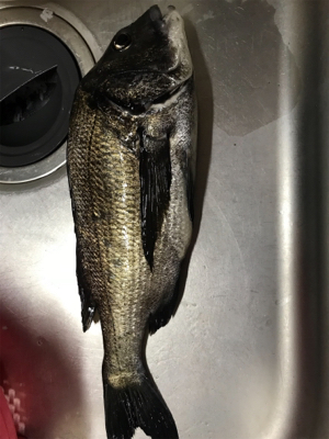 トップウォーター