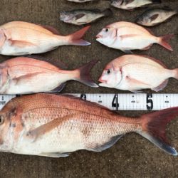 鯛ラバ  メバル