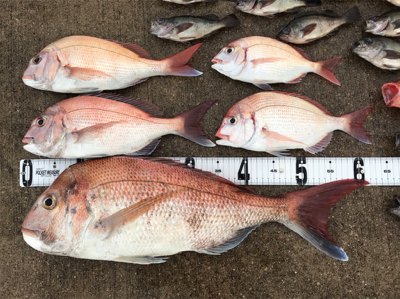 鯛ラバ  メバル