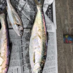 台風前のジギング