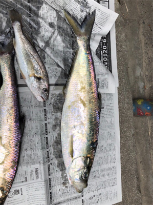 台風前のジギング