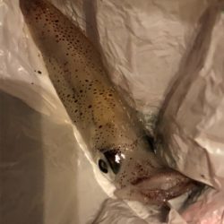 ケンサキイカ狙い